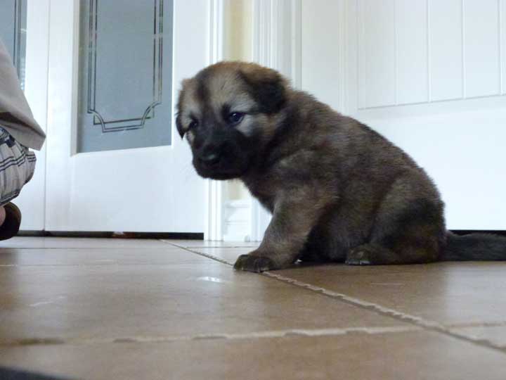 chinook dog